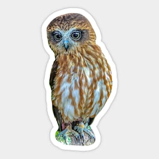 Cute Boobook owl Sticker